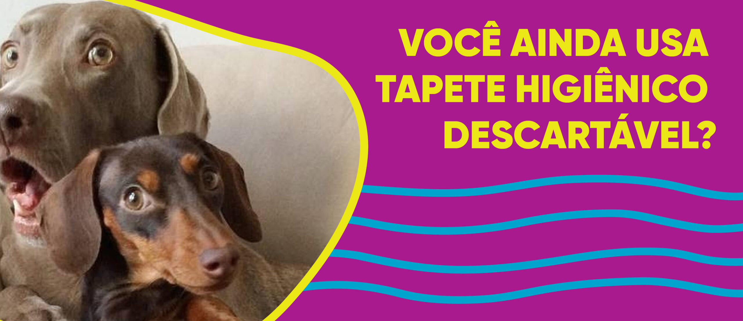 POR QUE VOCÊ DEVE PARAR DE USAR TAPETE HIGIÊNICO DESCARTÁVEL - NickPet